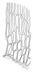 Scorpidium cossonii, alar cells. Drawn from A.J. Fife 8609, CHR 461027.
 Image: R.C. Wagstaff © Landcare Research 2014 